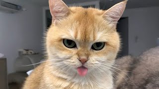 Try Not To Laugh 😂 Craziest Cat and Dog Moments 2026