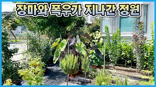 장마, 폭우가 내린 후 생긴 정원식물 변화모습 in 홍천!!