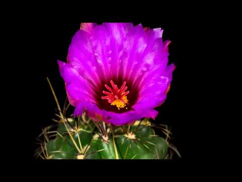 This Video Makes Me Love Flowers Even More...