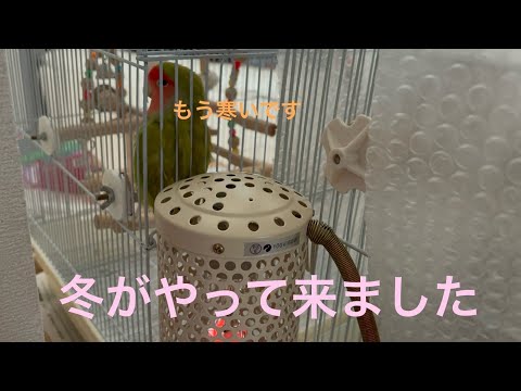 冬に鳥に餌を与えるにはどうすればよいですか？羽毛をより良くケアするために避けるべき間違い  庭園