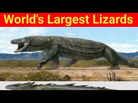 Monitor lizard || world Biggest Australian Monitor lizards and komodo dragons|| Freelancer