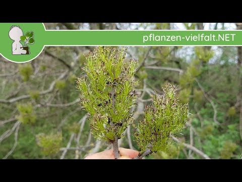 Gemeine Esche - Blüte/Blüten - 12.04.18 (Fraxinus excelsior) - Baum-/Strauch-Bestimmung