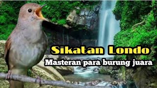 Download lagu Masteran suara tembakan burung sikatan londo dengan suara air mengalir mp3 Download lagu Masteran suara tembakan burung sikatan londo dengan suara air mengalir mp3