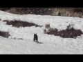 Buhund Noruego -  A Bevy of Buhunds (and a Snowbunny)