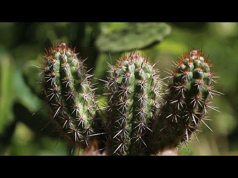 Duas Barras: conheça um sítio que é referência no cultivo de cactos e suculentas