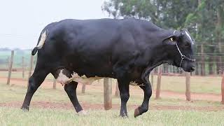 LOTE 54 - 0853 FIV MONTROSS DA BEIRA ALTA (1587-BN)