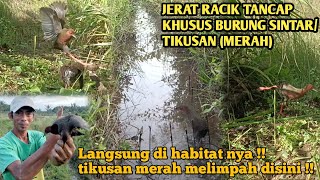Download lagu Ampun!! Burung tikusan merah melimpah disini @robbychandra mp3