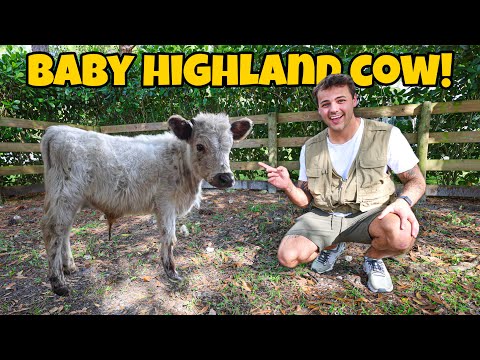 Buying a $3,000 COW for My FARM!! (FINALLY)