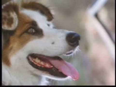 Little Heroe 3 / Top Dog / Movie Trailer 2002 / Jess Mancilla Producer