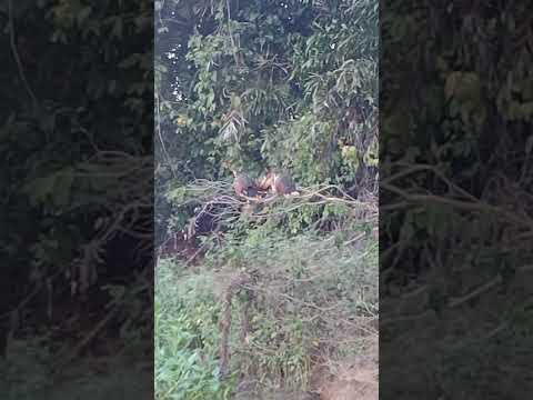 Festa das ciganas margens Rio mearim povoado boqueirão município Matões do Norte MA