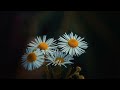 Solai Ilanguyile Annanukku Jai Malaysia Vasudevan K S Chithra 5 1 Mp3