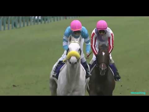 2014 Japan Sprinters Stakes G1 - Snow Dragon (瑞草祥龍) - スノードラゴン