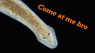 Flatworms: Cut Me to Pieces and Watch Me Grow