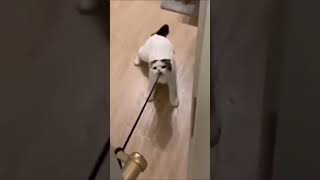 可愛い猫とハムスター #shorts