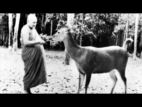 Anicca — Impermanence (Reading) 1 — Ajahn Chah