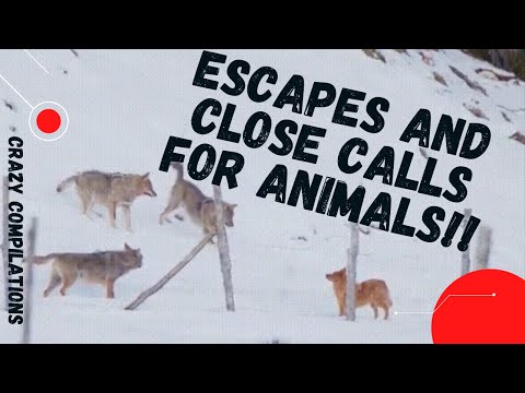 Close Calls for Animals ( Near escape for animals )