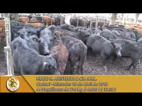 18-04-18 Venta de Hembras - Hugo R. Aristegui & Cia S.R.L. - Cacharí.
