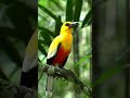 Bird of Paradise Sings Beautifully in the Heart of the Forest #BirdOfParadise #ForestSong