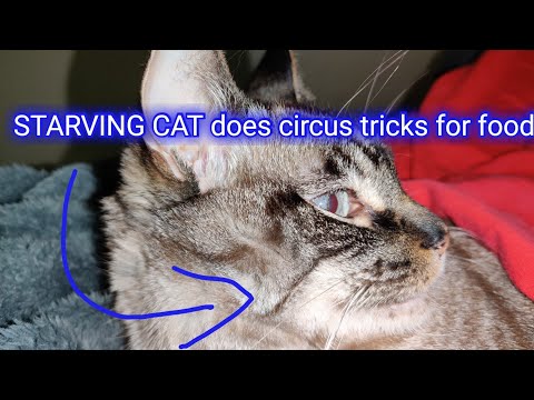 STARVING Cat does circus tricks for food