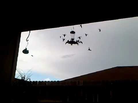 Hummingbird Feeding Frenzy