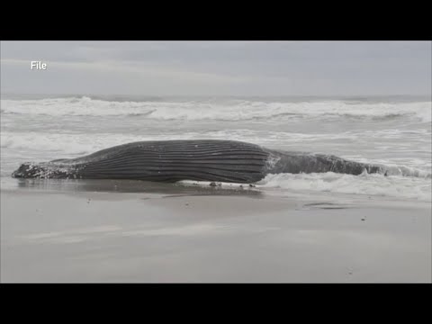 NJ Republican State Lawmakers Addressing Offshore Wind Projects & Whale Deaths