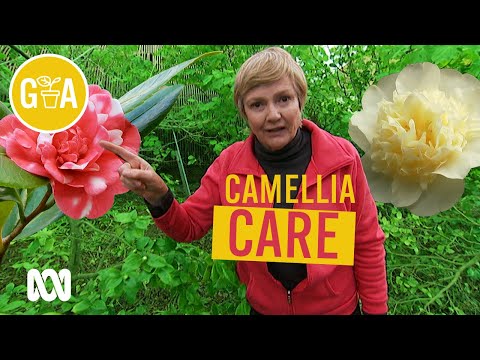 Rejuvenate Your Camellias | Gardening 101 | Gardening Australia