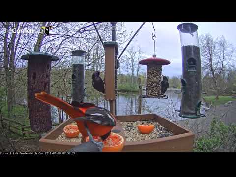 Male Baltimore Oriole Arrives In Fiery Orange Glory | Cornell Lab FeederWatch cam – May 9, 2019