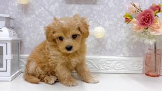 ハーフ犬の動画01