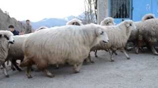 preview picture of video 'Sutluce Mahallesi Cami onu, Dereli, Giresun - koyunlar gecisi'