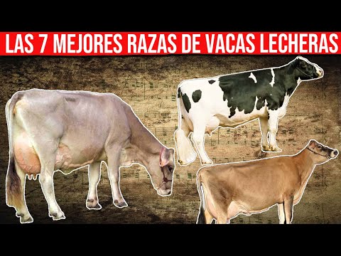 , title : '🔴 Las 7 Mejores Razas De Vacas Lecheras En El Mundo ✅'