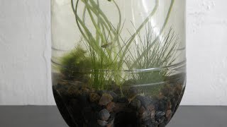 Hairgrass Aquarium Garden Update