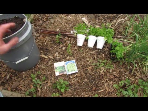 download lagu mp3 mp4 Cilantro Companion Plants, download lagu Cilantro Companion Plants gratis, unduh video klip Cilantro Companion Plants