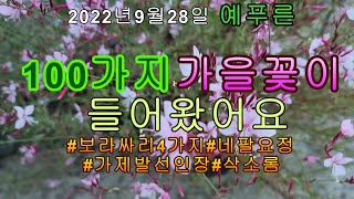 2022년9월28일 100가지가을꽃#보라싸리4가지#네팔철쭉#가제발선인장#삼지구엽초#삭소롬