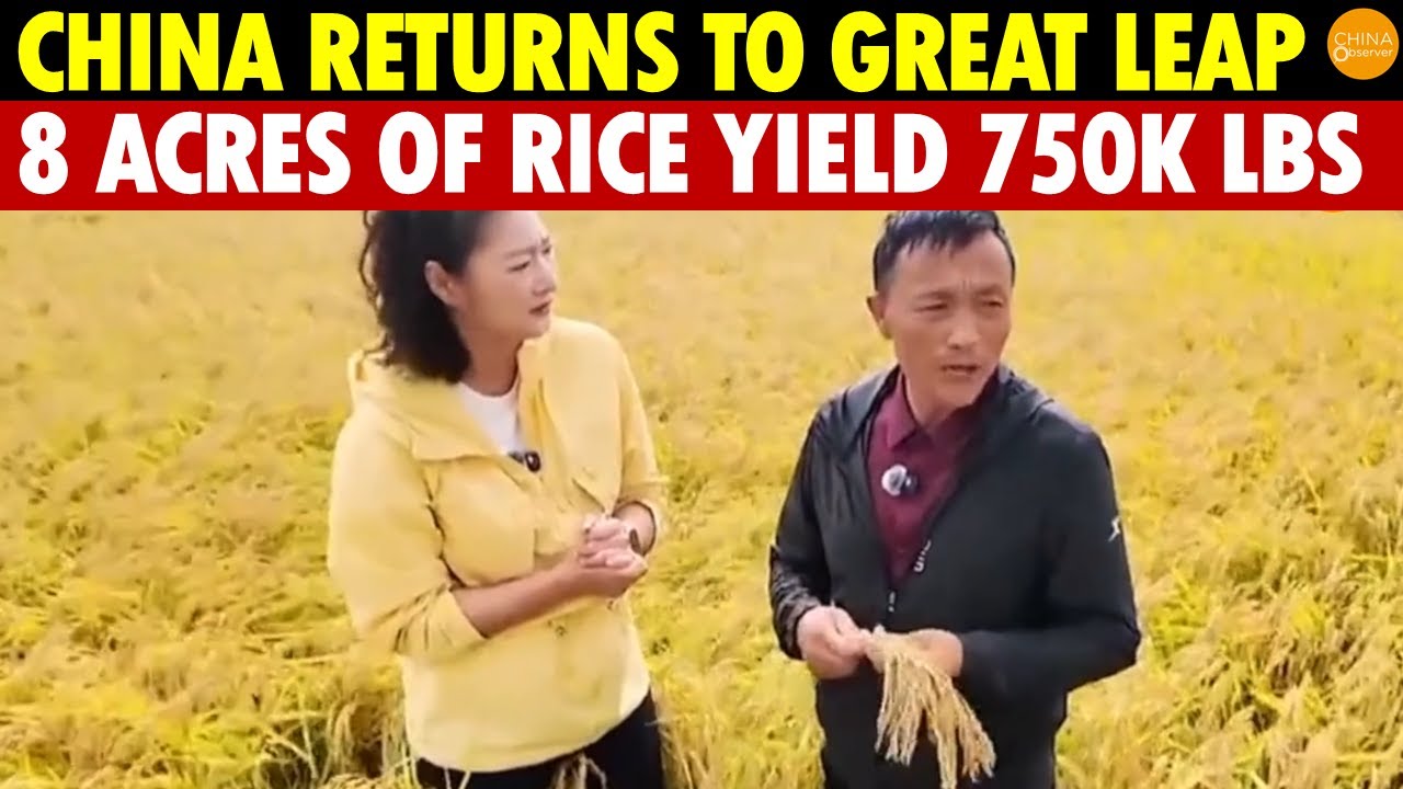 China Returns to the Absurd Great Leap Forward Era: 8 Acres of Rice Yield 750,000 Pounds