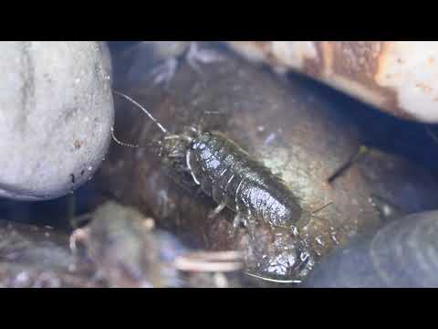 (Best one) Ligia oceanica - a lot of social interaction