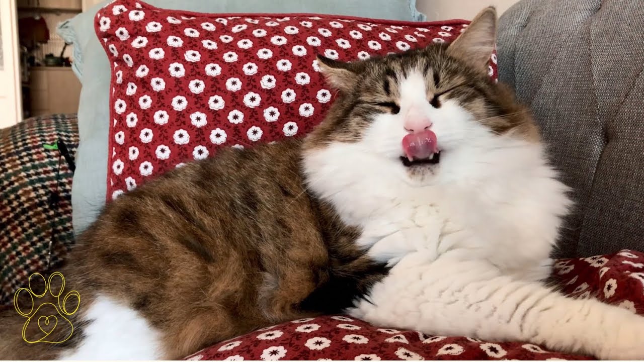 Rest with me | dobby the cat | 😻