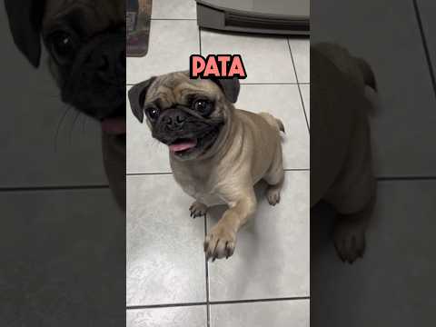 ¡Levanta la pata! 🐾💩😅 #itspugbertha #pugs #perro #perros #mascotas #pets #dogs #dog #humor