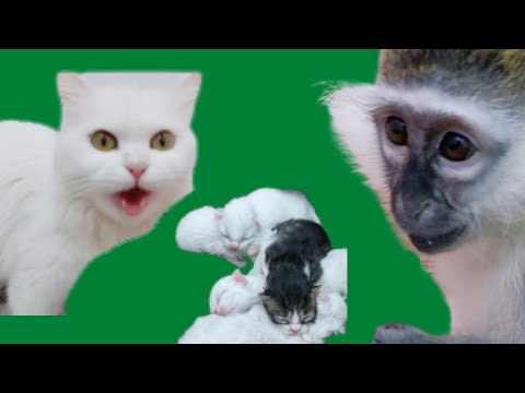 The mother cat's reaction when she saw the baby monkey Kimo with her newborn kittens