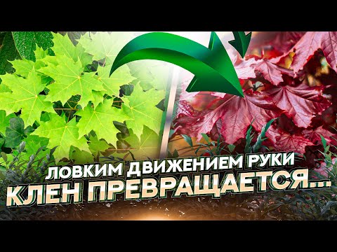 КАК и ЗАЧЕМ ПРИВИВАТЬ ДЕРЕВЬЯ в питомнике растений