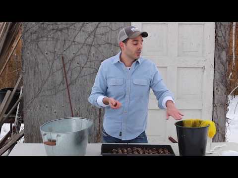 Growing Ranunculus and Anemones part 1