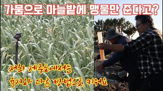 노지 마늘 양파 등등 재배에서 스프링클러로 아직도 맹물만 주세요? 제주도에서 알려주는 신 농기계!!! 아직도…