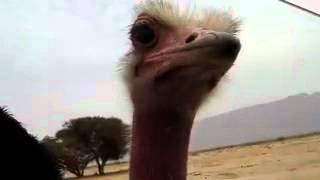 preview picture of video 'Israel Ostrich on Hai Bar, pt 2'