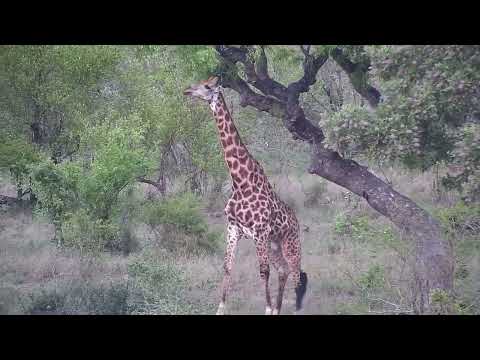 Djuma: Giraffe feeding across the dam - 16:40 - 10/11/2023
