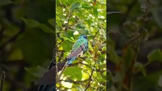 Hummingbird Bomber - Wait for it!