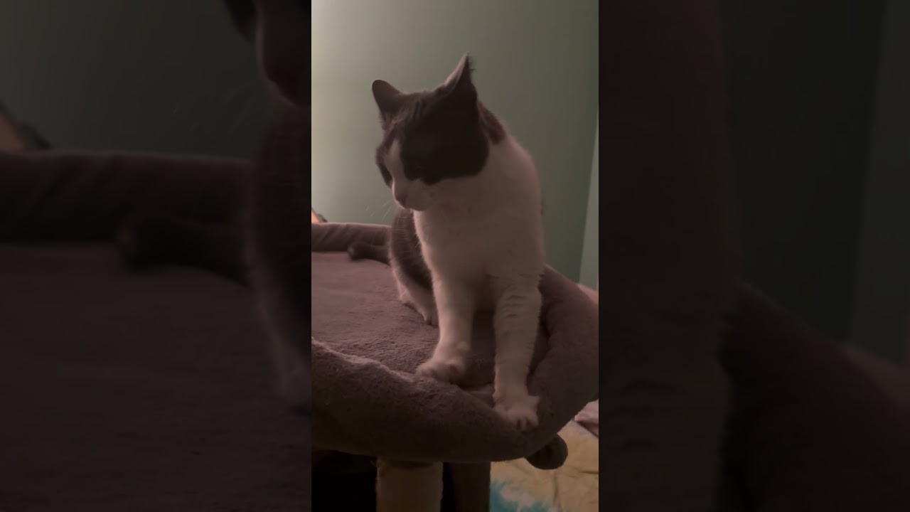 Jade / Tina (ID 48152/3936), a Adoptable Domestic Short Hair in Manassas, VA video 2/6