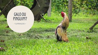 Miniatura do vídeo