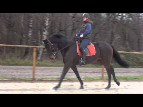 Kopie von Limited Edition v. Lemony´s Nicket x Florestan x Rubinstein x Donnerhall