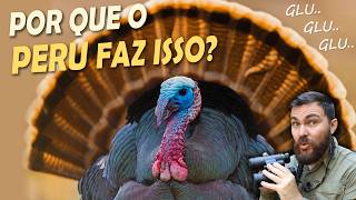 Miniatura do vídeo