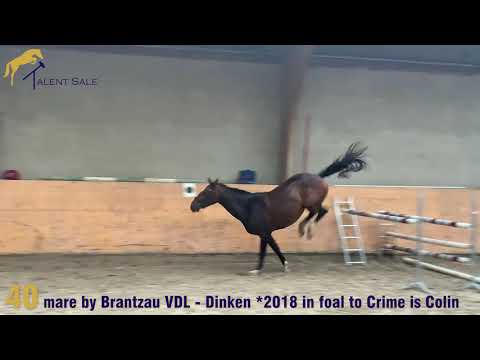 40 mare by Brantzau VDL - Dinken 2018 in foal to Crime is Colin