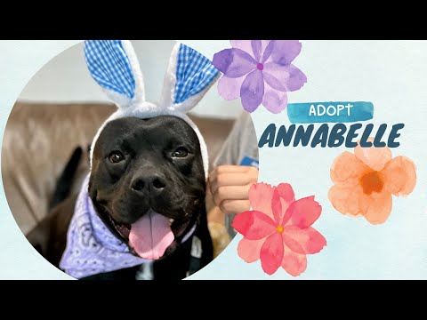 Annabelle The Perfect Piglet Girl, an adoptable Staffordshire Bull Terrier & Pit Bull Terrier Mix in Austin, TX_image-1